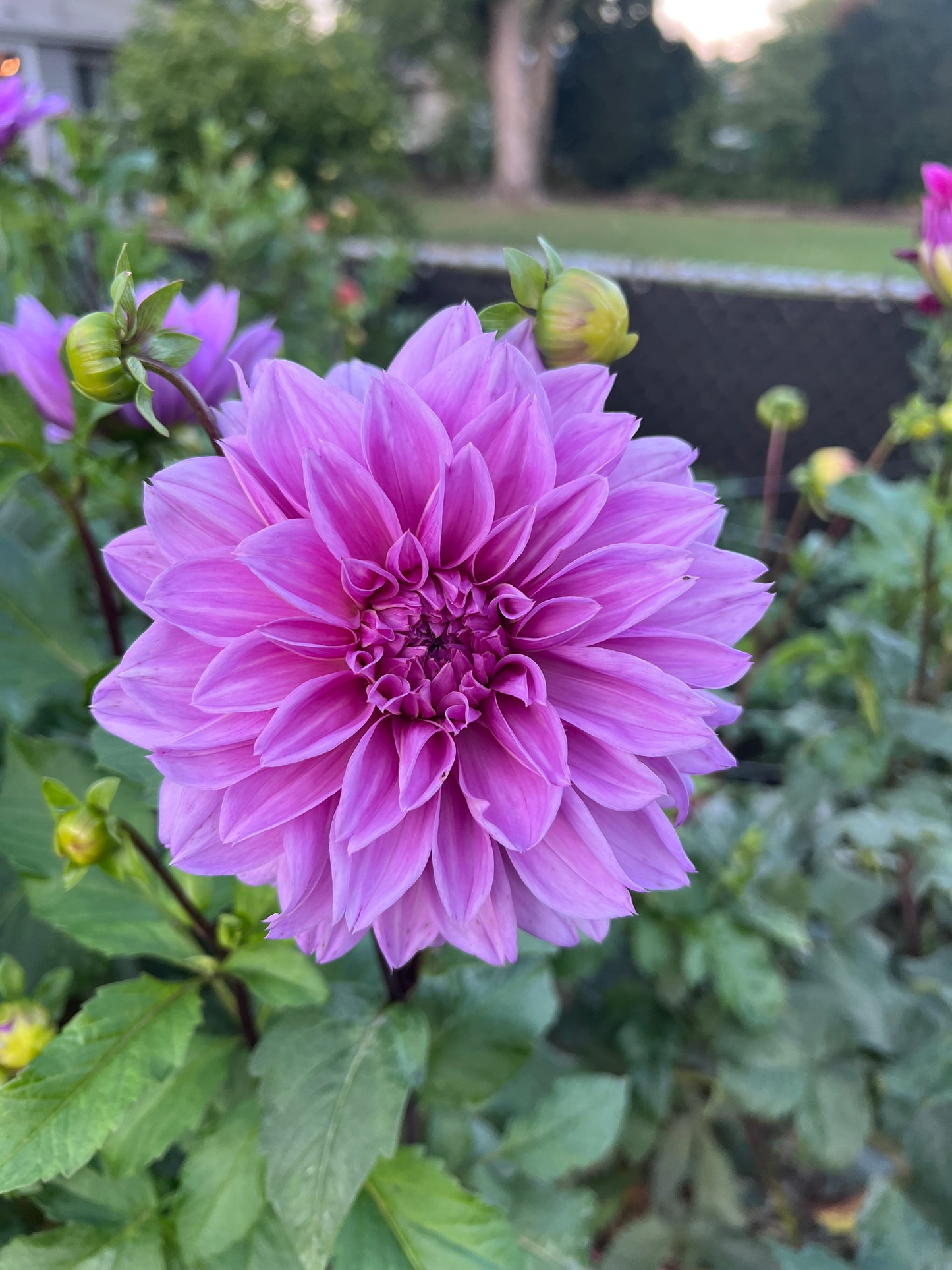 Painted Girl - Solid Lavender