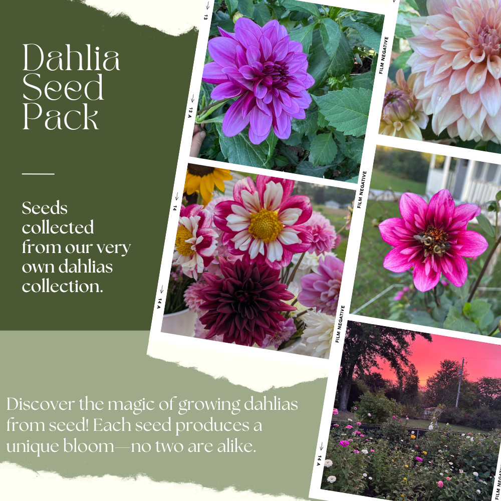 dahlias from seed to bloom Dahlia Seed Pack