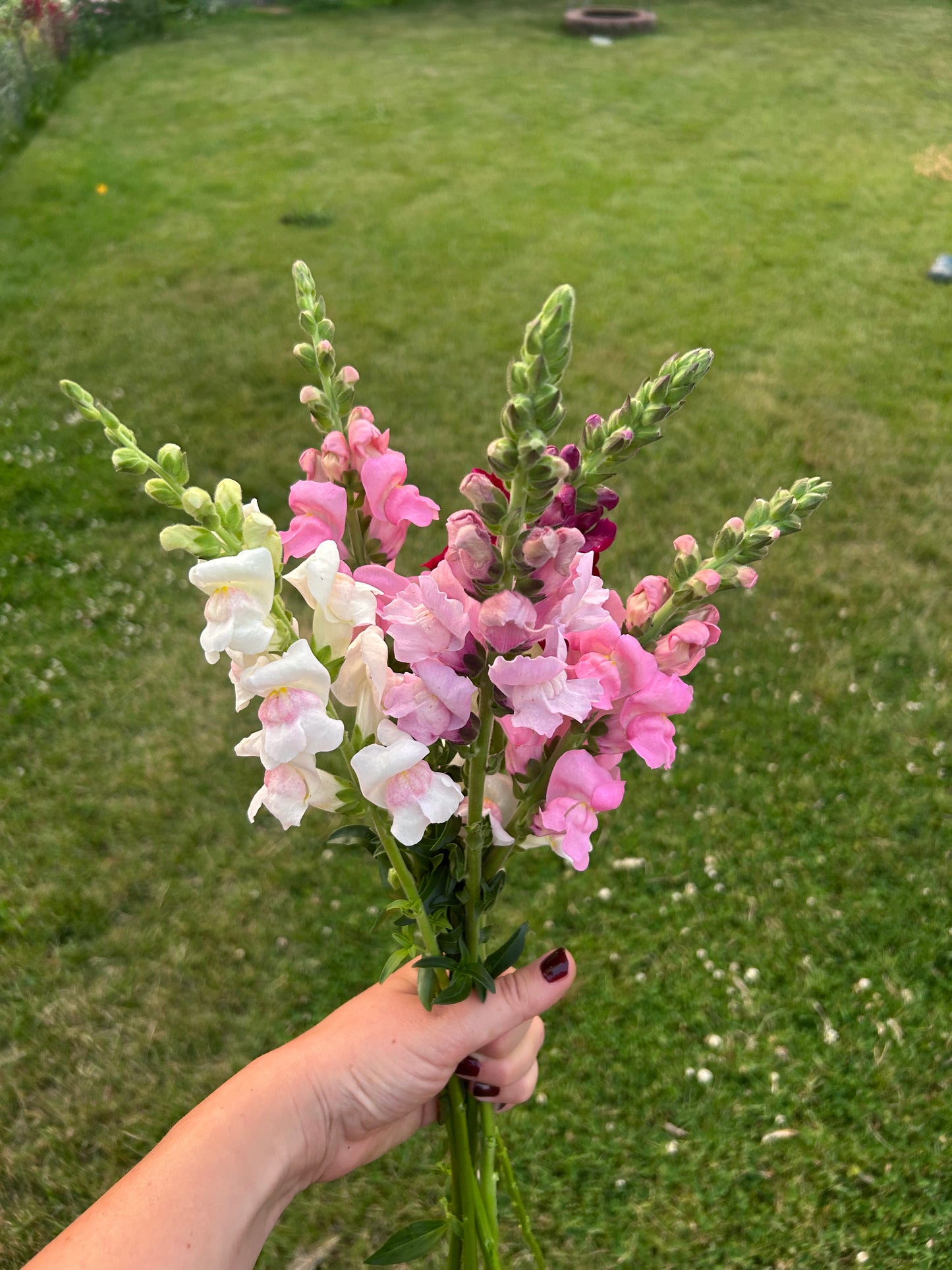 Snapdragon Bunches