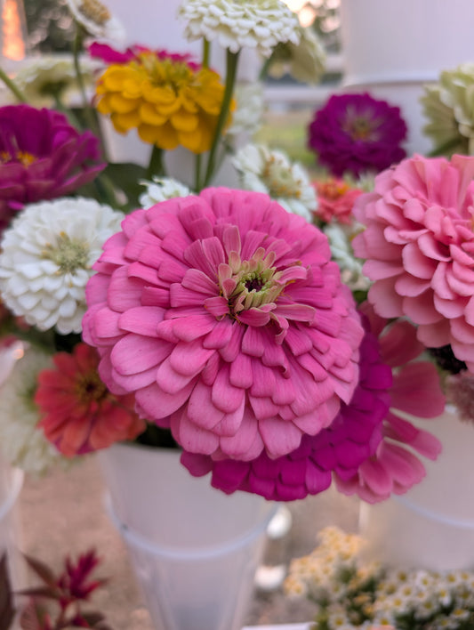 Cut Flower Starter Pack