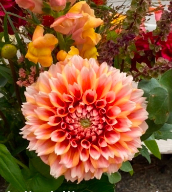 Hollyhill Orange Ice