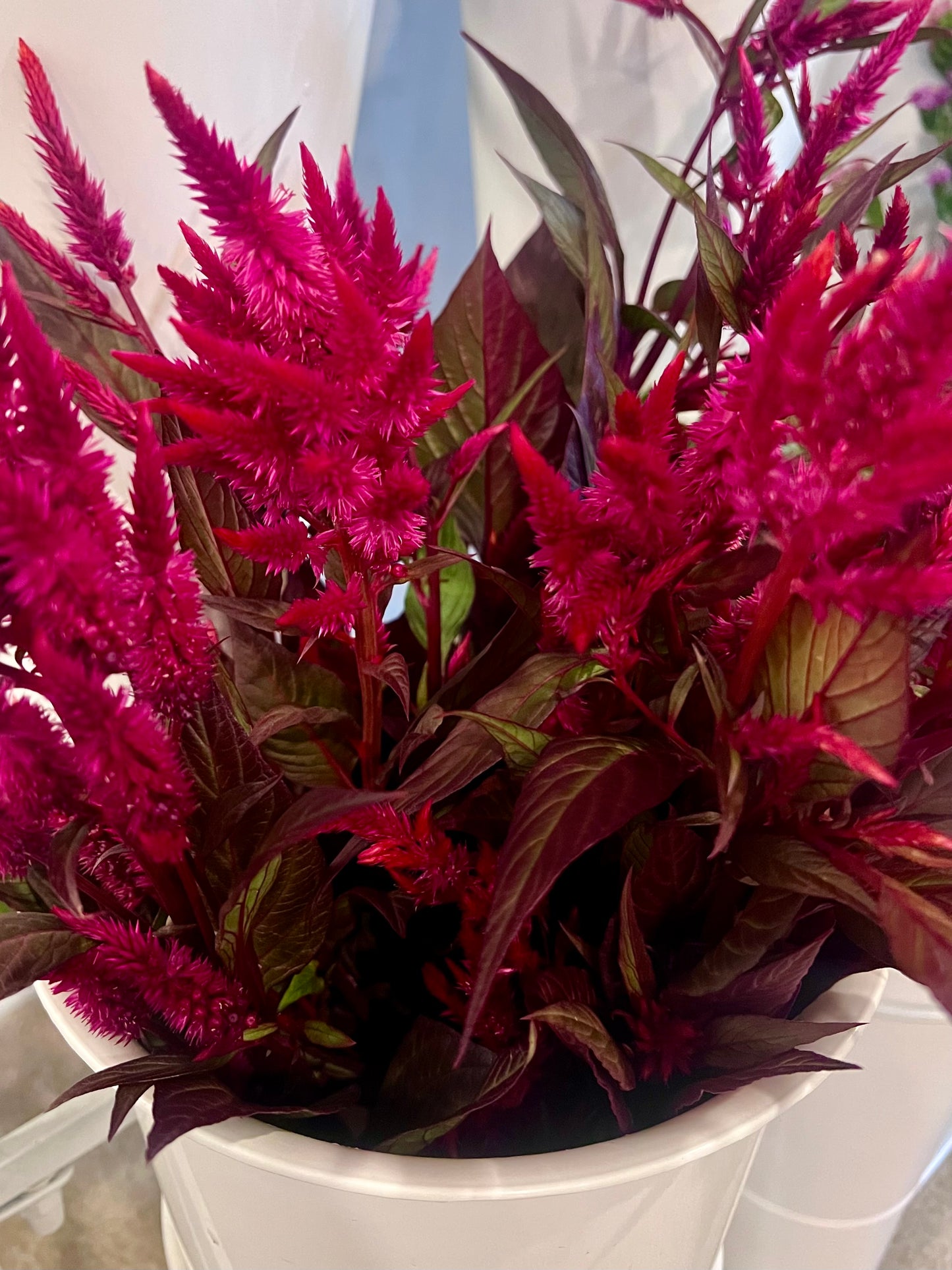 Cut Flower Starter Pack