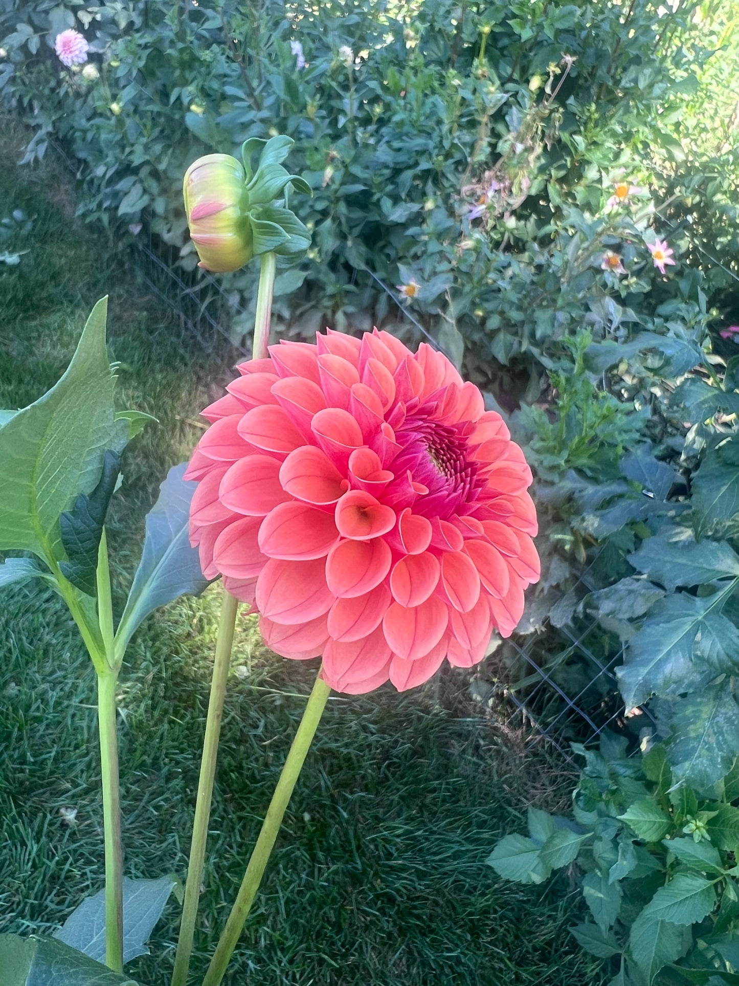 KA's® Blood Orange