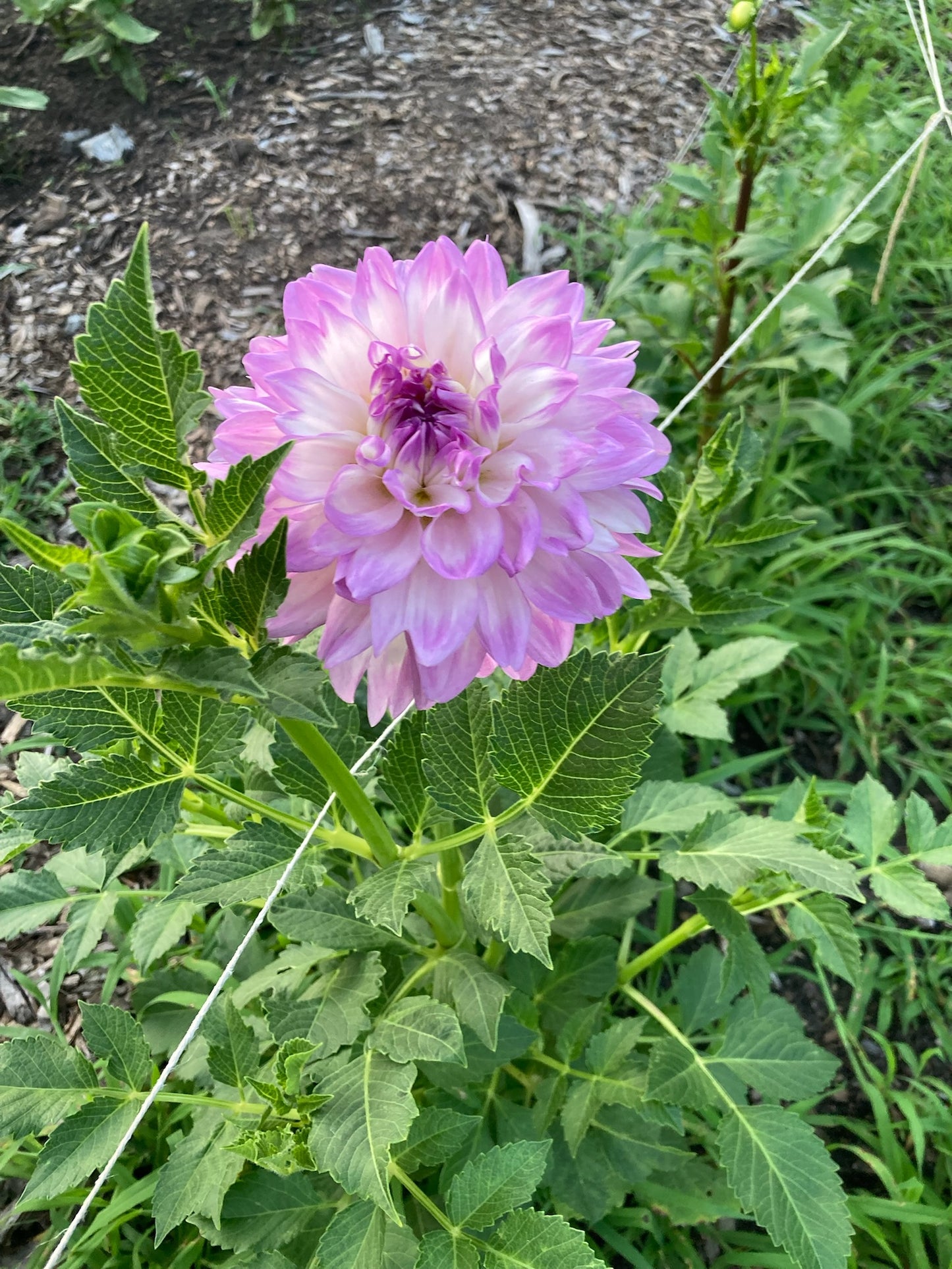 Marionberry Milkshake