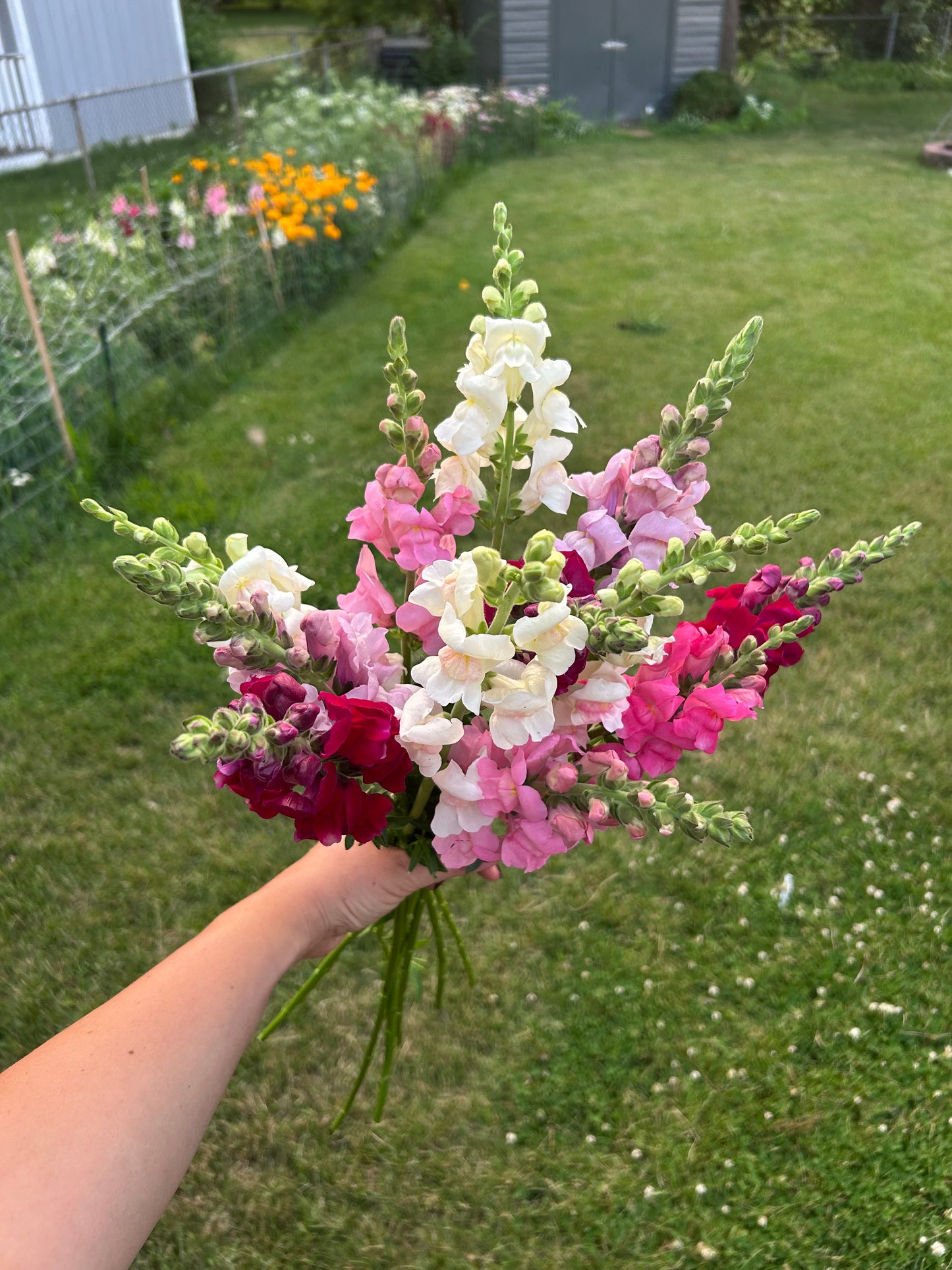Snapdragon Bunches