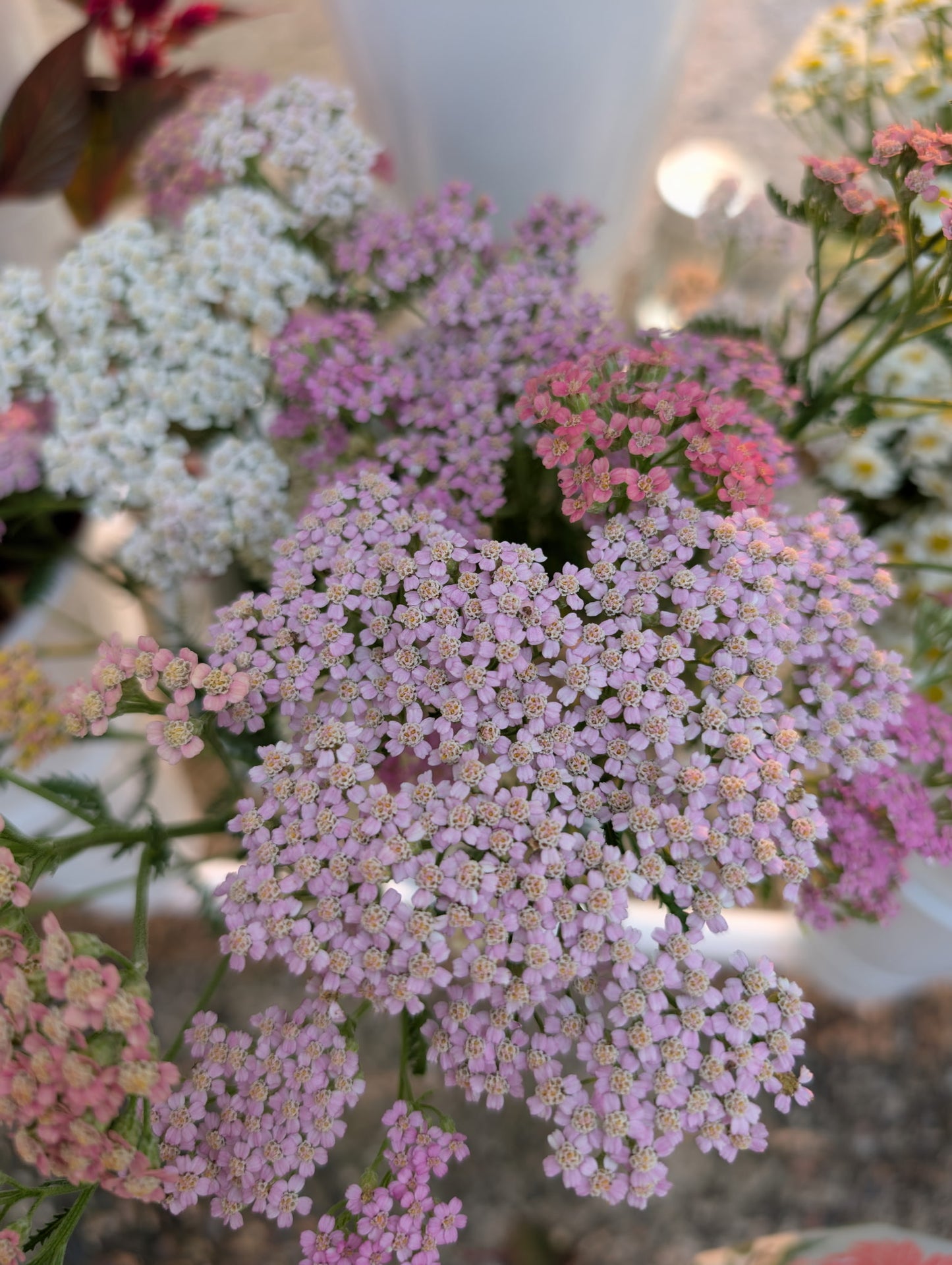 Cut Flower Expansion Pack