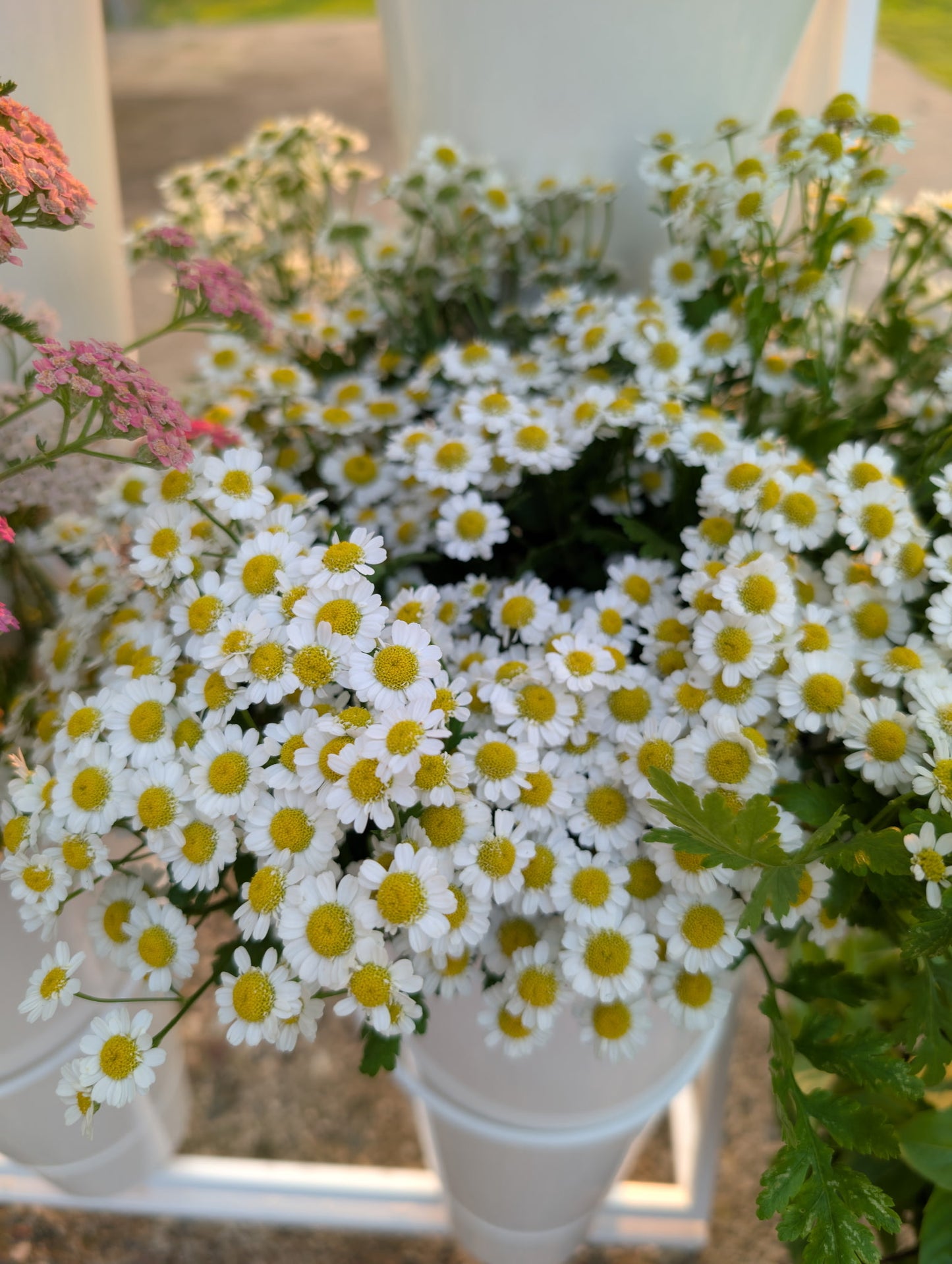 Cut Flower Starter Pack