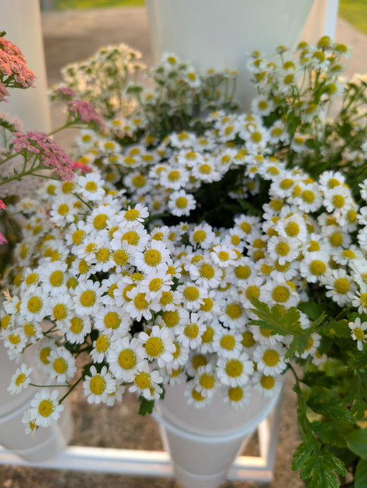 Cut Flower Starter Pack