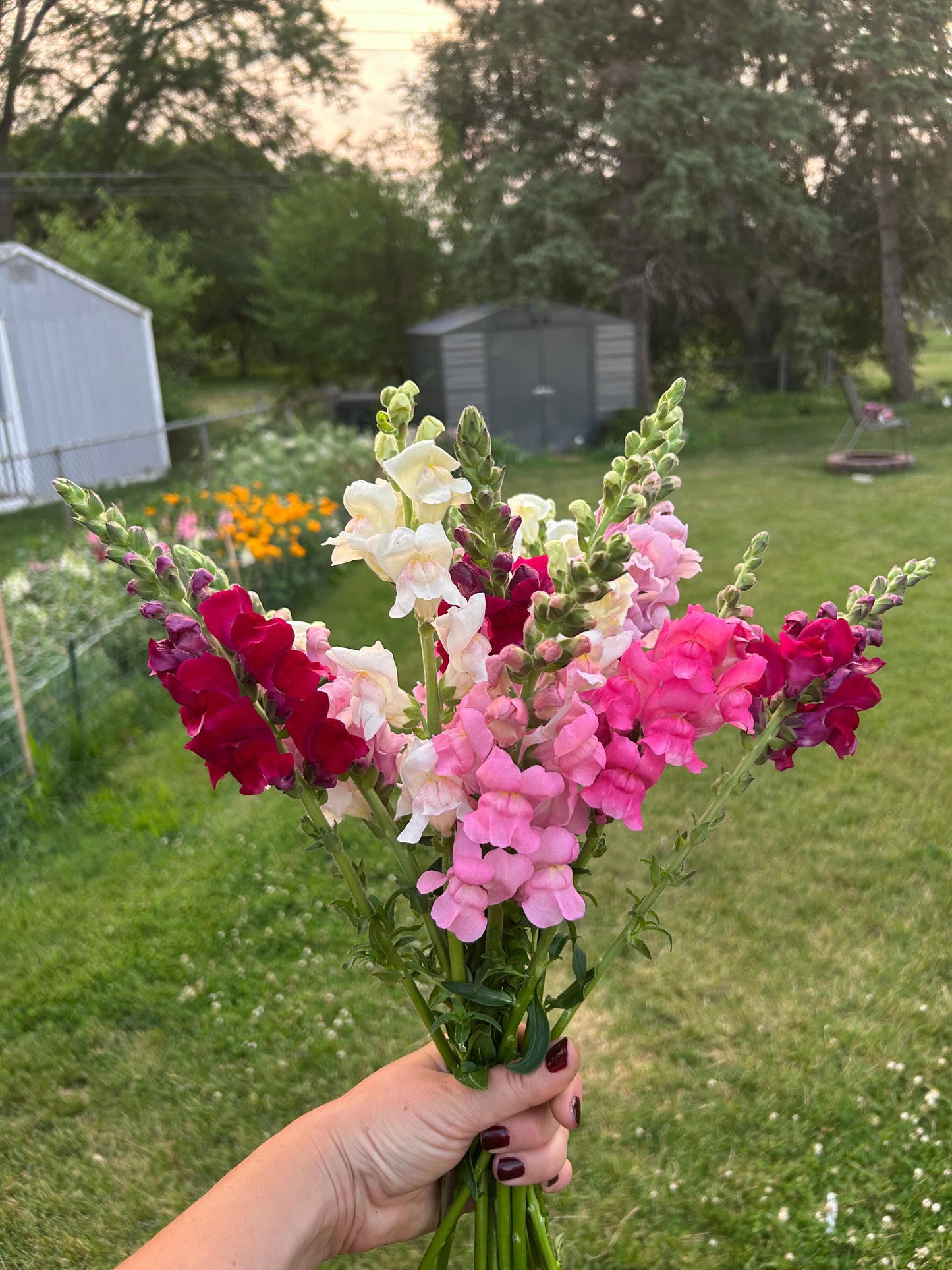 Snapdragon Bunches
