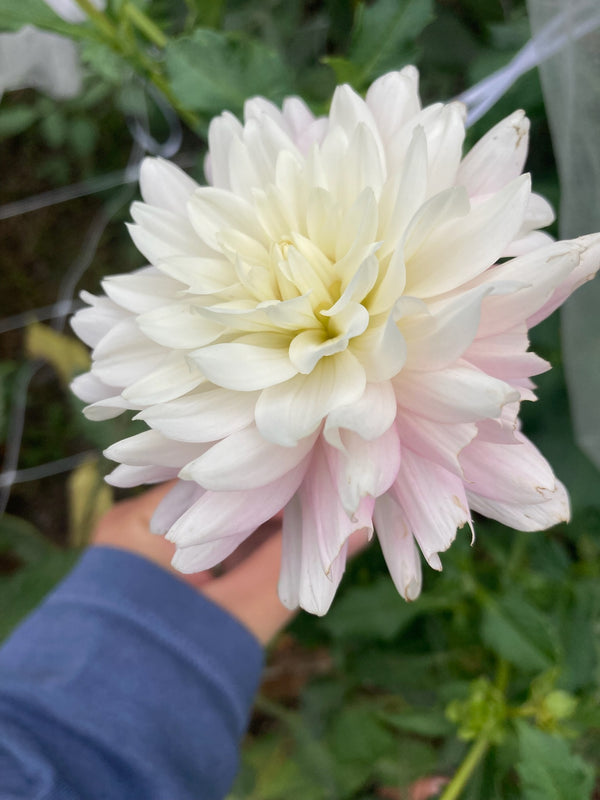 Chilson's Pride – Cultivate Garden Co.