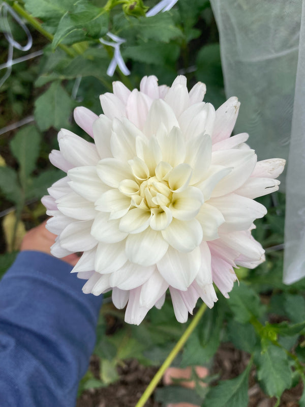 Chilson's Pride – Cultivate Garden Co.