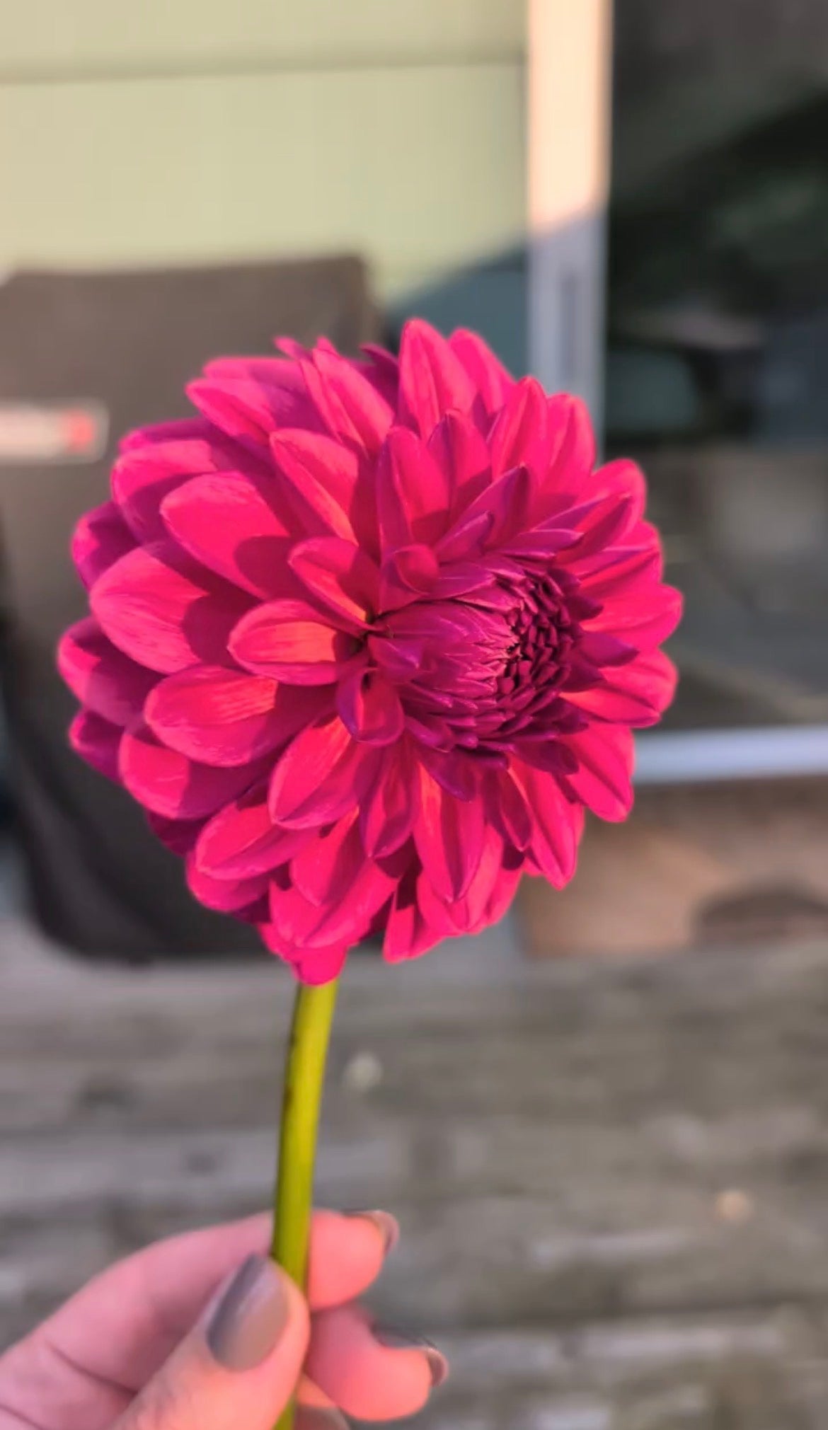 Red Decorative Dahlia (possibly Perch Hill)