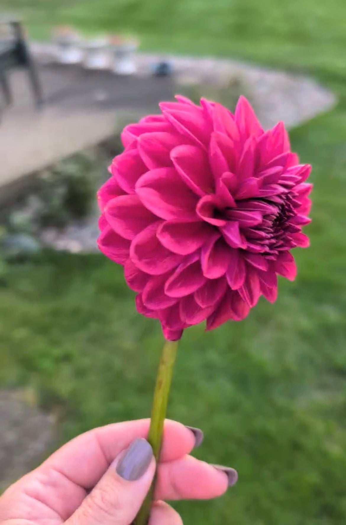 Red Decorative Dahlia (possibly Perch Hill)