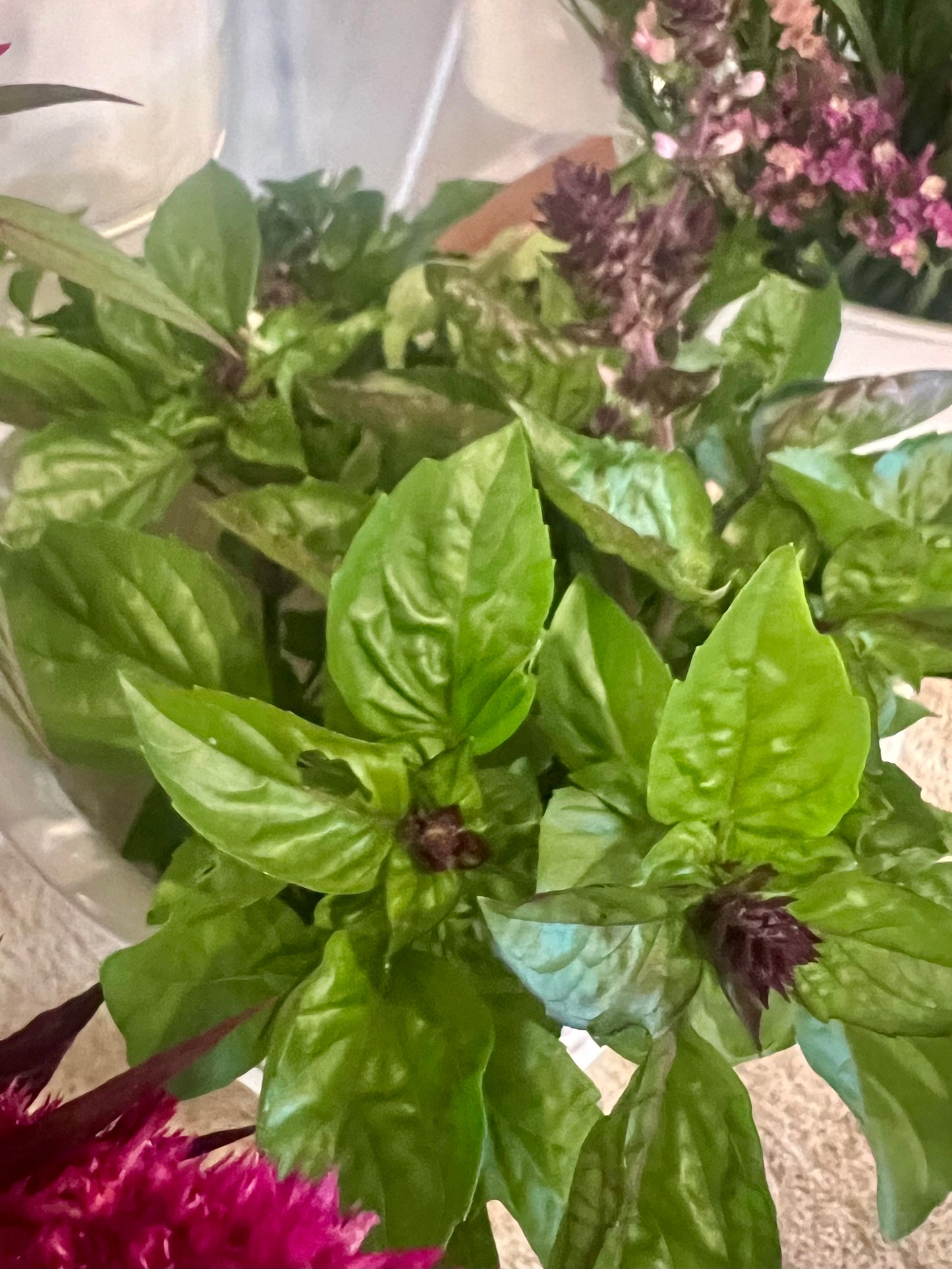 Cut Flower Starter Pack