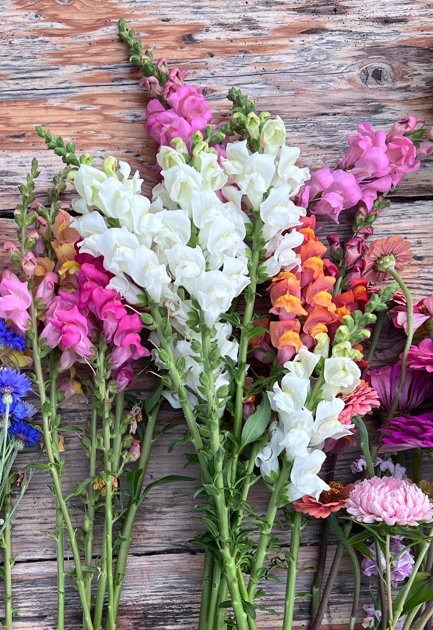 Cut Flower Expansion Pack