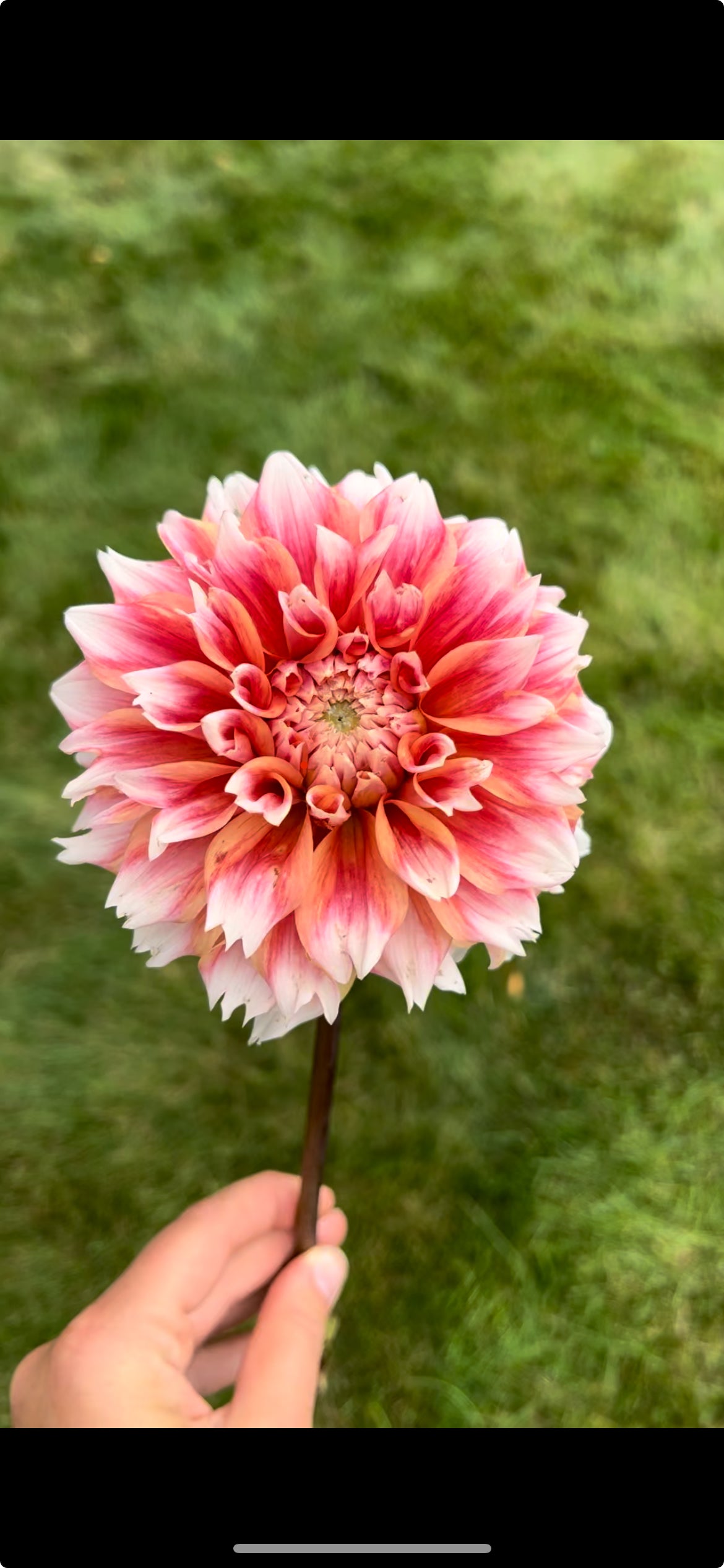 Hollyhill Orange Ice