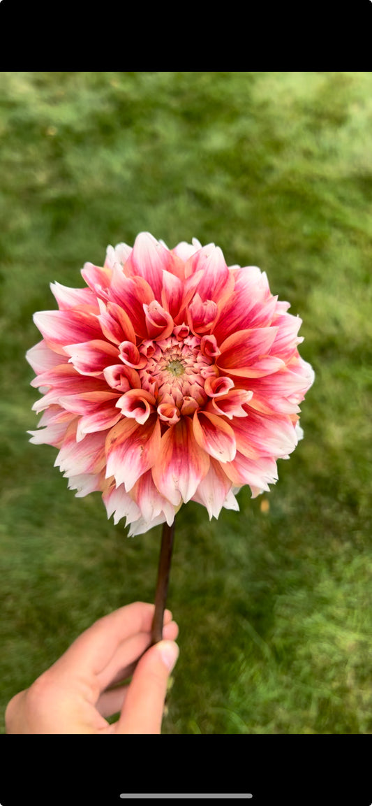 Hollyhill Orange Ice