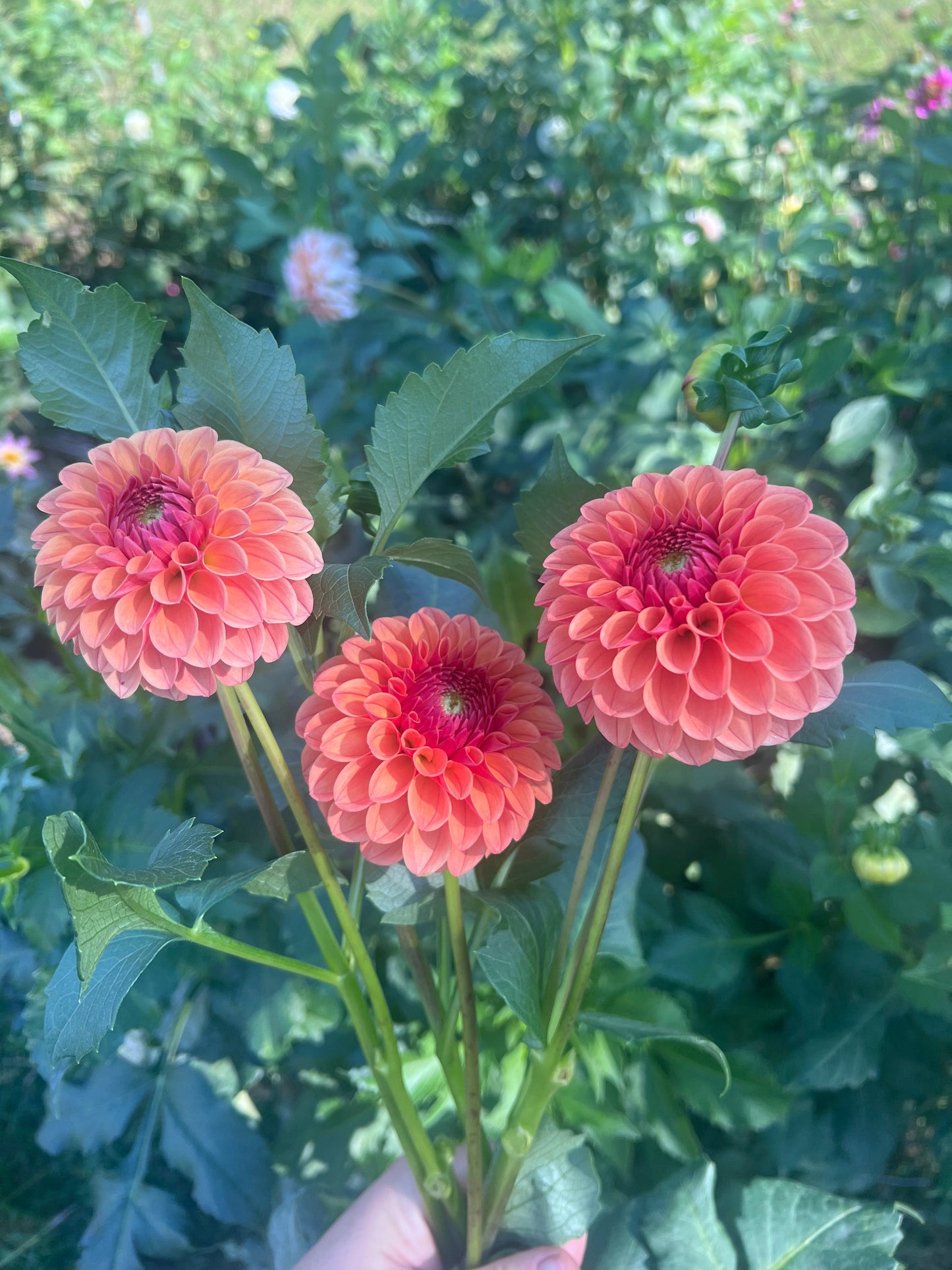 KA's® Blood Orange