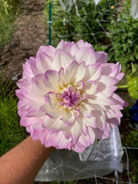 Marionberry Milkshake