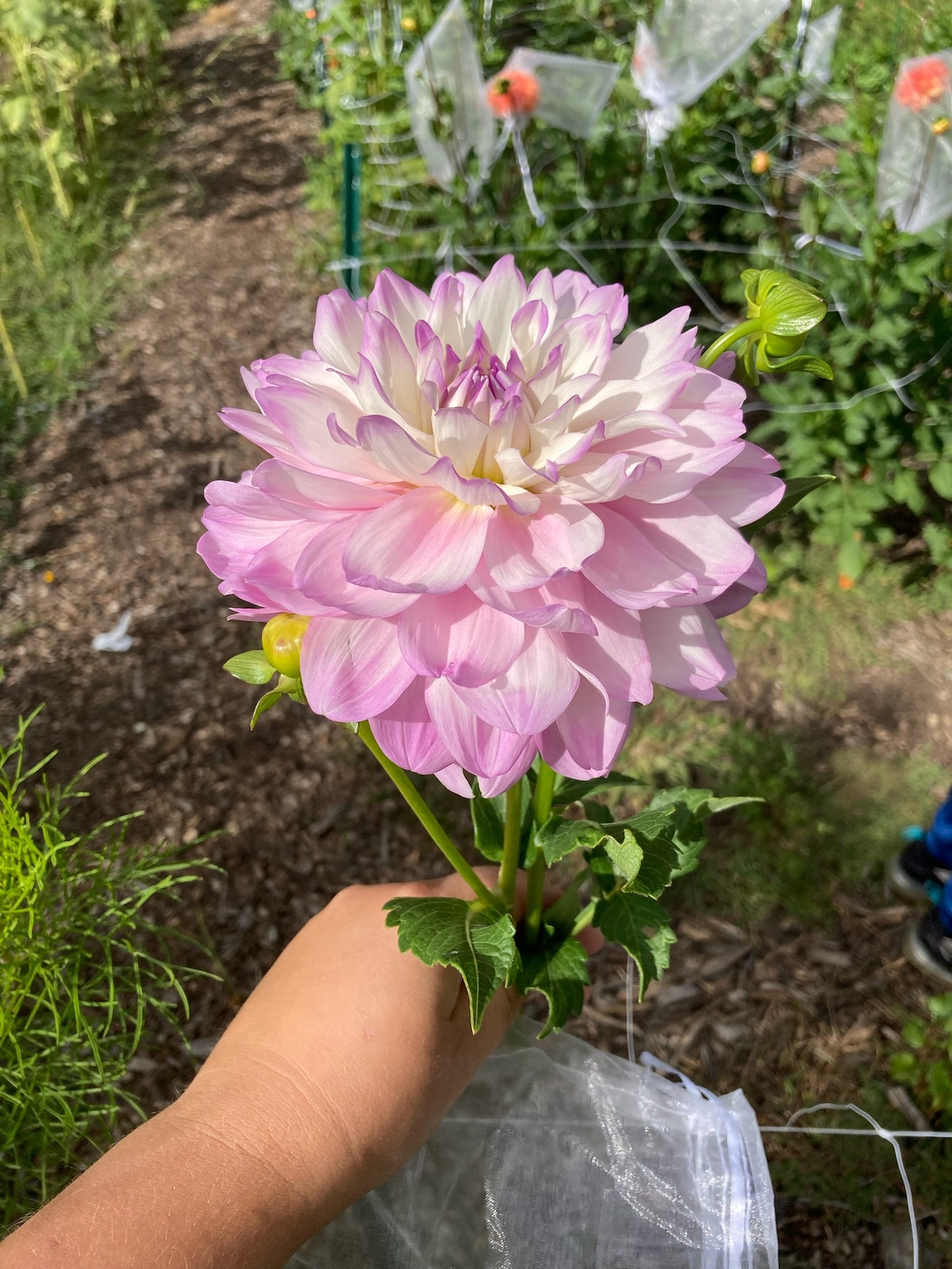 Marionberry Milkshake