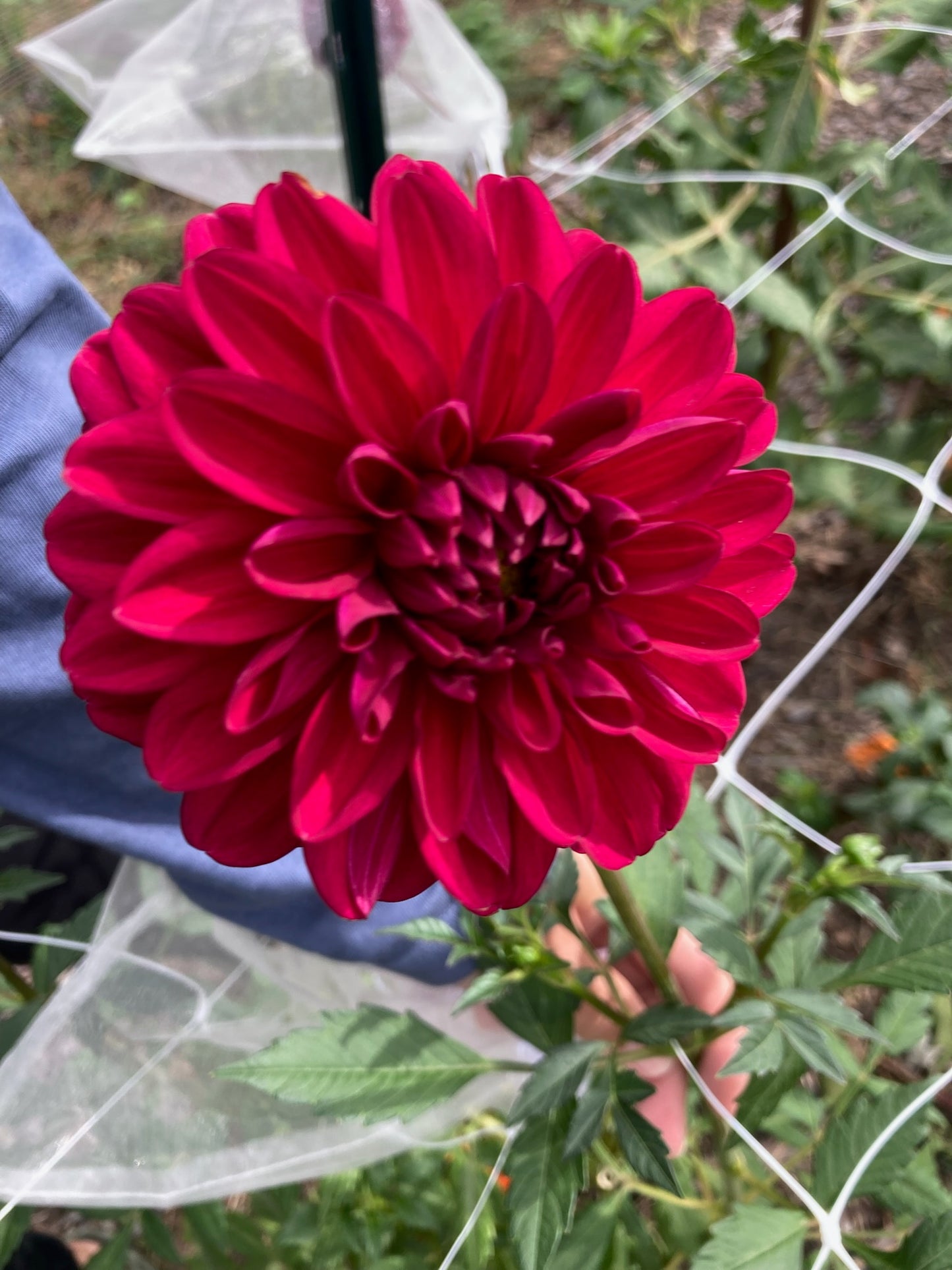 Red Decorative Dahlia (possibly Perch Hill)